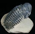 Bargain Crotalocephalina Trilobite - #6919-3